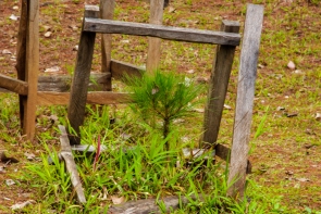 Pine tree seedlings planted at the Baguio City Hall grounds.